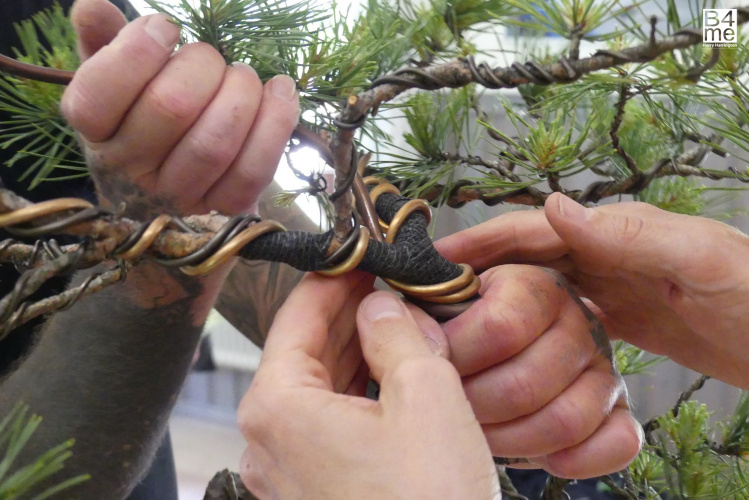 scots pine yamadori bonsai